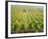 Overall View of French Vineyard During Harvest in Cote de Nuits Section of Burgundy-Carlo Bavagnoli-Framed Photographic Print