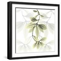 Overcoming Hoya Carnosa-Albert Koetsier-Framed Photographic Print