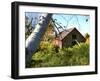 Overgrown-barn-Stephen Goodhue-Framed Photographic Print