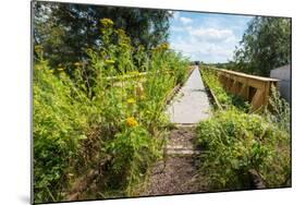 Overgrown Historic Railway Bridge-Ruud Morijn-Mounted Photographic Print
