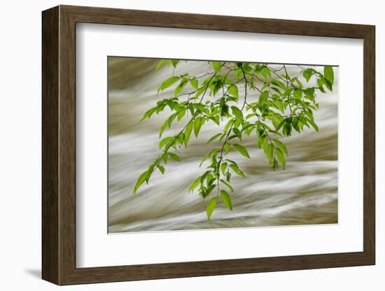 Overhanging Maple Tree Branches in Spring, Great Smoky Mountains National Park, Tennessee-Adam Jones-Framed Photographic Print