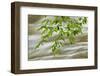 Overhanging Maple Tree Branches in Spring, Great Smoky Mountains National Park, Tennessee-Adam Jones-Framed Photographic Print