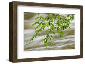 Overhanging Maple Tree Branches in Spring, Great Smoky Mountains National Park, Tennessee-Adam Jones-Framed Photographic Print