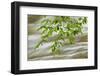 Overhanging Maple Tree Branches in Spring, Great Smoky Mountains National Park, Tennessee-Adam Jones-Framed Photographic Print