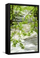 Overhanging Maple Tree Branches in Spring, Great Smoky Mountains National Park, Tennessee-Adam Jones-Framed Stretched Canvas