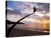 Overhanging Palm Tree at Nippah Beach at Sunset, Lombok Island, Indonesia, Southeast Asia-Matthew Williams-Ellis-Stretched Canvas