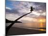 Overhanging Palm Tree at Nippah Beach at Sunset, Lombok Island, Indonesia, Southeast Asia-Matthew Williams-Ellis-Mounted Photographic Print