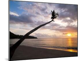 Overhanging Palm Tree at Nippah Beach at Sunset, Lombok Island, Indonesia, Southeast Asia-Matthew Williams-Ellis-Mounted Photographic Print