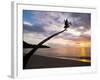 Overhanging Palm Tree at Nippah Beach at Sunset, Lombok Island, Indonesia, Southeast Asia-Matthew Williams-Ellis-Framed Photographic Print