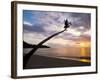 Overhanging Palm Tree at Nippah Beach at Sunset, Lombok Island, Indonesia, Southeast Asia-Matthew Williams-Ellis-Framed Photographic Print