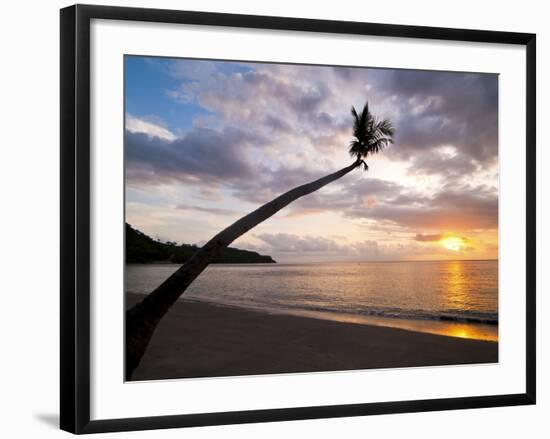 Overhanging Palm Tree at Nippah Beach at Sunset, Lombok Island, Indonesia, Southeast Asia-Matthew Williams-Ellis-Framed Photographic Print