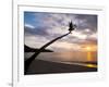 Overhanging Palm Tree at Nippah Beach at Sunset, Lombok Island, Indonesia, Southeast Asia-Matthew Williams-Ellis-Framed Photographic Print