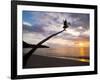 Overhanging Palm Tree at Nippah Beach at Sunset, Lombok Island, Indonesia, Southeast Asia-Matthew Williams-Ellis-Framed Photographic Print