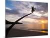 Overhanging Palm Tree at Nippah Beach at Sunset, Lombok Island, Indonesia, Southeast Asia-Matthew Williams-Ellis-Mounted Photographic Print