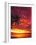 Overhanging Palm Tree, Fiji, South Pacific. Silhouetted in fiery sunset.-Stuart Westmorland-Framed Photographic Print