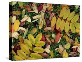 Overhead View of Autumn Leaves on the Ground-Kathy Collins-Stretched Canvas