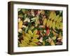 Overhead View of Autumn Leaves on the Ground-Kathy Collins-Framed Photographic Print