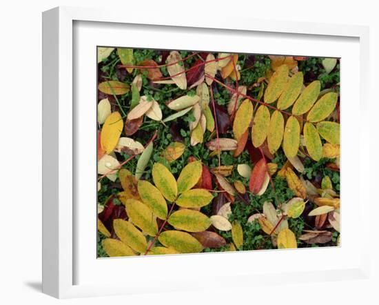 Overhead View of Autumn Leaves on the Ground-Kathy Collins-Framed Photographic Print