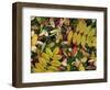 Overhead View of Autumn Leaves on the Ground-Kathy Collins-Framed Photographic Print