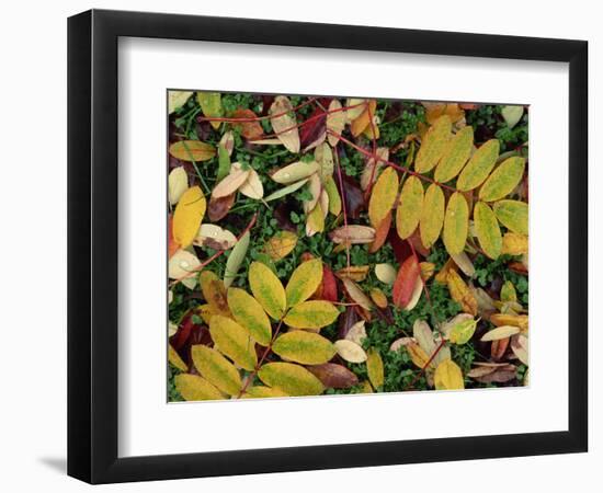 Overhead View of Autumn Leaves on the Ground-Kathy Collins-Framed Photographic Print