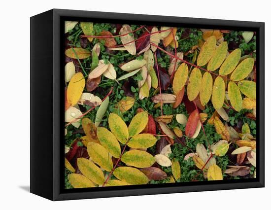 Overhead View of Autumn Leaves on the Ground-Kathy Collins-Framed Stretched Canvas