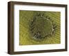 Overhead view of Castlerigg Stone Circle at dawn, Lake District National Park-Ian Egner-Framed Photographic Print