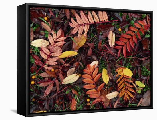 Overhead View of Fallen Rowan Leaves in Autumn Colours, Red and Gold-Kathy Collins-Framed Stretched Canvas