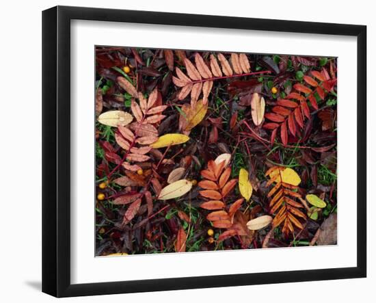 Overhead View of Fallen Rowan Leaves in Autumn Colours, Red and Gold-Kathy Collins-Framed Photographic Print