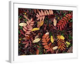 Overhead View of Fallen Rowan Leaves in Autumn Colours, Red and Gold-Kathy Collins-Framed Photographic Print