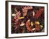 Overhead View of Fallen Rowan Leaves in Autumn Colours, Red and Gold-Kathy Collins-Framed Photographic Print