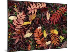 Overhead View of Fallen Rowan Leaves in Autumn Colours, Red and Gold-Kathy Collins-Mounted Photographic Print