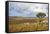 Overlook over the Highlands of the Nyika National Park, Malawi, Africa-Michael Runkel-Framed Stretched Canvas