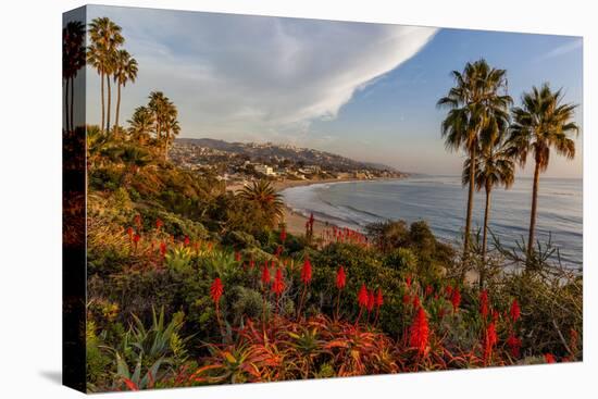 Overlooking Blooming Aloe in Laguna Beach, Ca-Andrew Shoemaker-Stretched Canvas