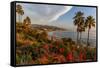 Overlooking Blooming Aloe in Laguna Beach, Ca-Andrew Shoemaker-Framed Stretched Canvas