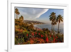 Overlooking Blooming Aloe in Laguna Beach, Ca-Andrew Shoemaker-Framed Photographic Print