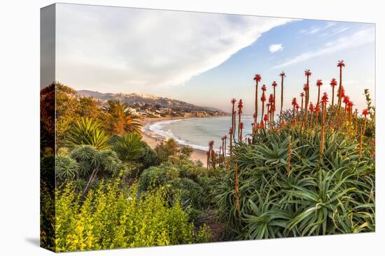 Overlooking Blooming Aloe in Laguna Beach, Ca-Andrew Shoemaker-Stretched Canvas