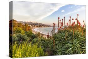 Overlooking Blooming Aloe in Laguna Beach, Ca-Andrew Shoemaker-Stretched Canvas