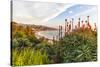 Overlooking Blooming Aloe in Laguna Beach, Ca-Andrew Shoemaker-Stretched Canvas