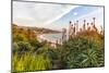 Overlooking Blooming Aloe in Laguna Beach, Ca-Andrew Shoemaker-Mounted Photographic Print