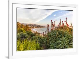 Overlooking Blooming Aloe in Laguna Beach, Ca-Andrew Shoemaker-Framed Photographic Print