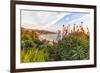 Overlooking Blooming Aloe in Laguna Beach, Ca-Andrew Shoemaker-Framed Photographic Print