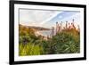 Overlooking Blooming Aloe in Laguna Beach, Ca-Andrew Shoemaker-Framed Photographic Print