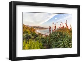 Overlooking Blooming Aloe in Laguna Beach, Ca-Andrew Shoemaker-Framed Photographic Print