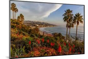 Overlooking Blooming Aloe in Laguna Beach, Ca-Andrew Shoemaker-Mounted Photographic Print