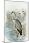 Oversize Common Heron-null-Mounted Art Print