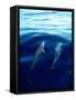 Overview of Dolphins Swimming Underwater-Stuart Westmorland-Framed Stretched Canvas