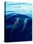 Overview of Dolphins Swimming Underwater-Stuart Westmorland-Stretched Canvas