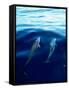 Overview of Dolphins Swimming Underwater-Stuart Westmorland-Framed Stretched Canvas