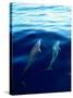 Overview of Dolphins Swimming Underwater-Stuart Westmorland-Stretched Canvas