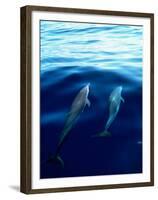 Overview of Dolphins Swimming Underwater-Stuart Westmorland-Framed Premium Photographic Print